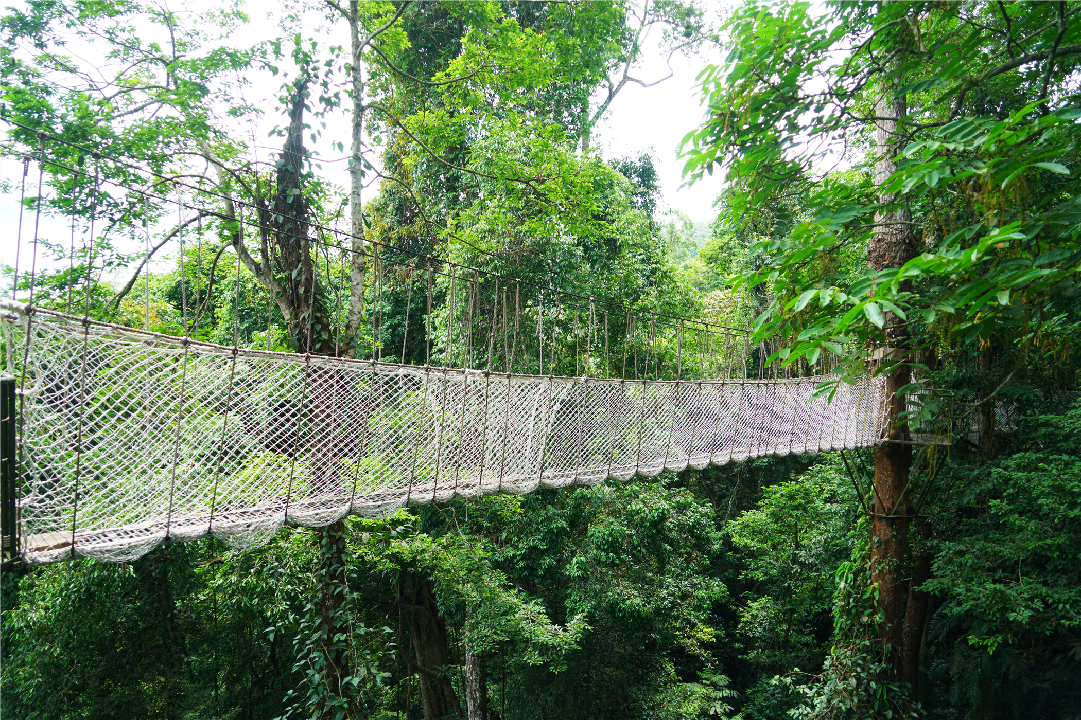 西双版纳望天树有多高,西双版纳望天树攀爬