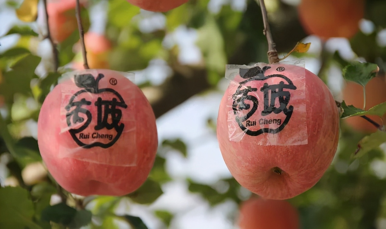 苹果正红景正美!在最甜的时候看最美的运城!