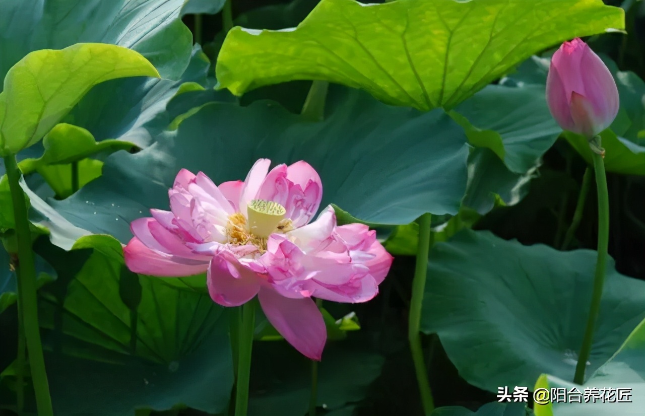 适合室内养的耐干旱少阳光的花,这5种花晒不死太阳越大开花越多