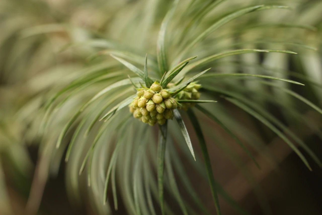重庆的行道树有哪些,重庆高山老树