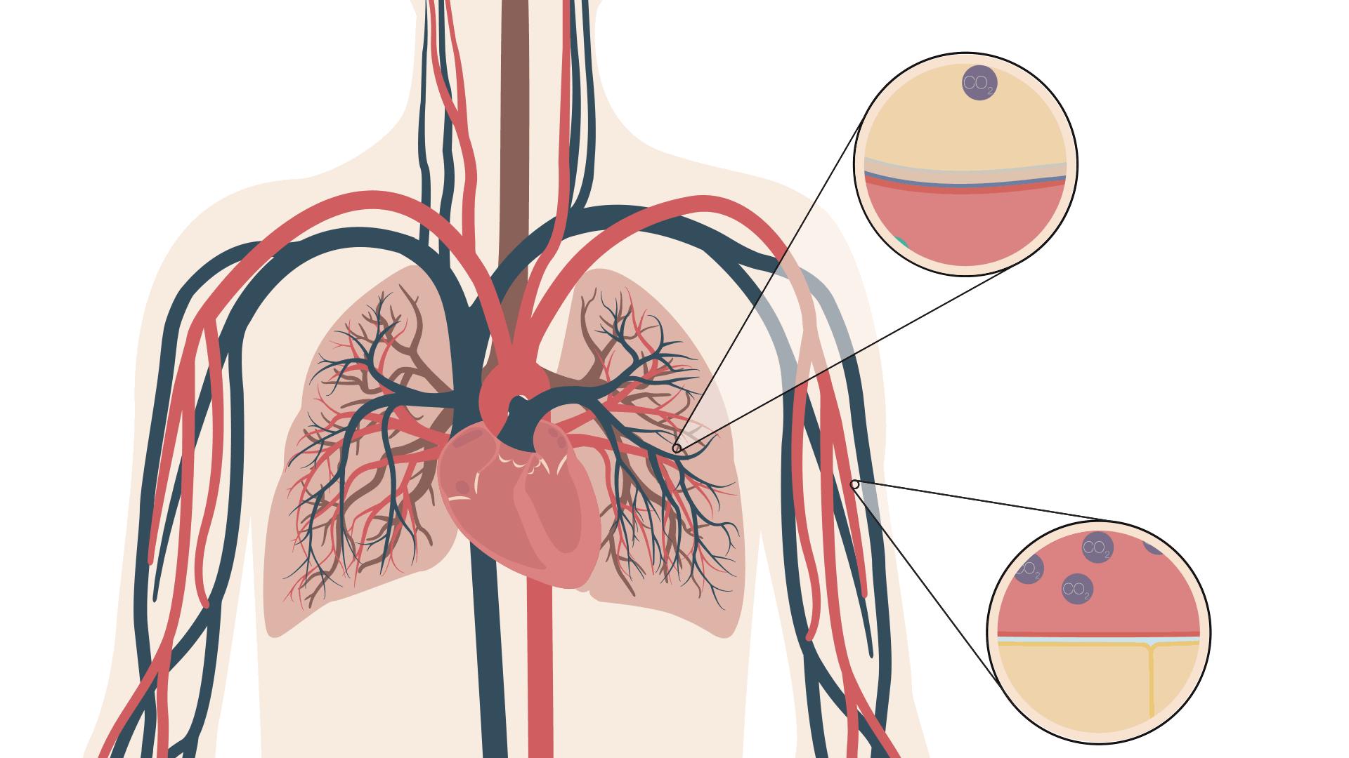 人正常能憋气30秒吗,人最多可以闭气几分钟