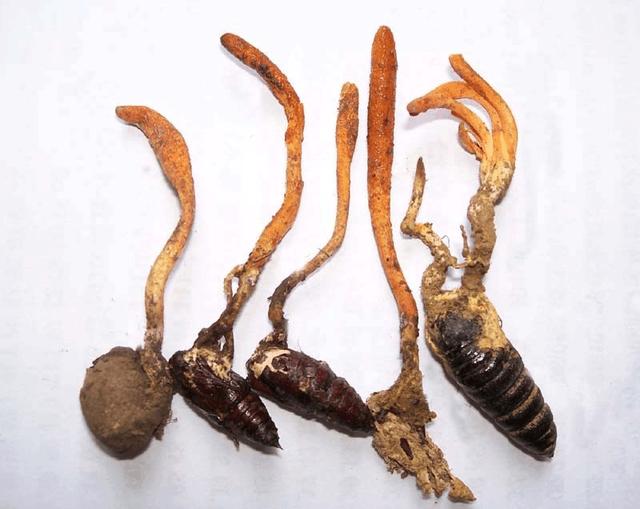 从广西“达妮”出落成“蛹虫草皇”