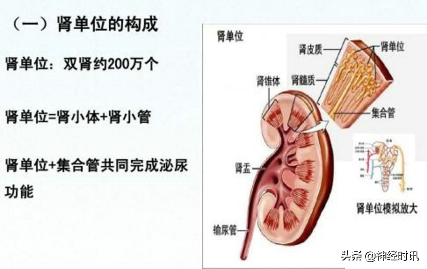 肾脏输尿管膀胱前列腺结构,肾输尿管膀胱解剖示意图