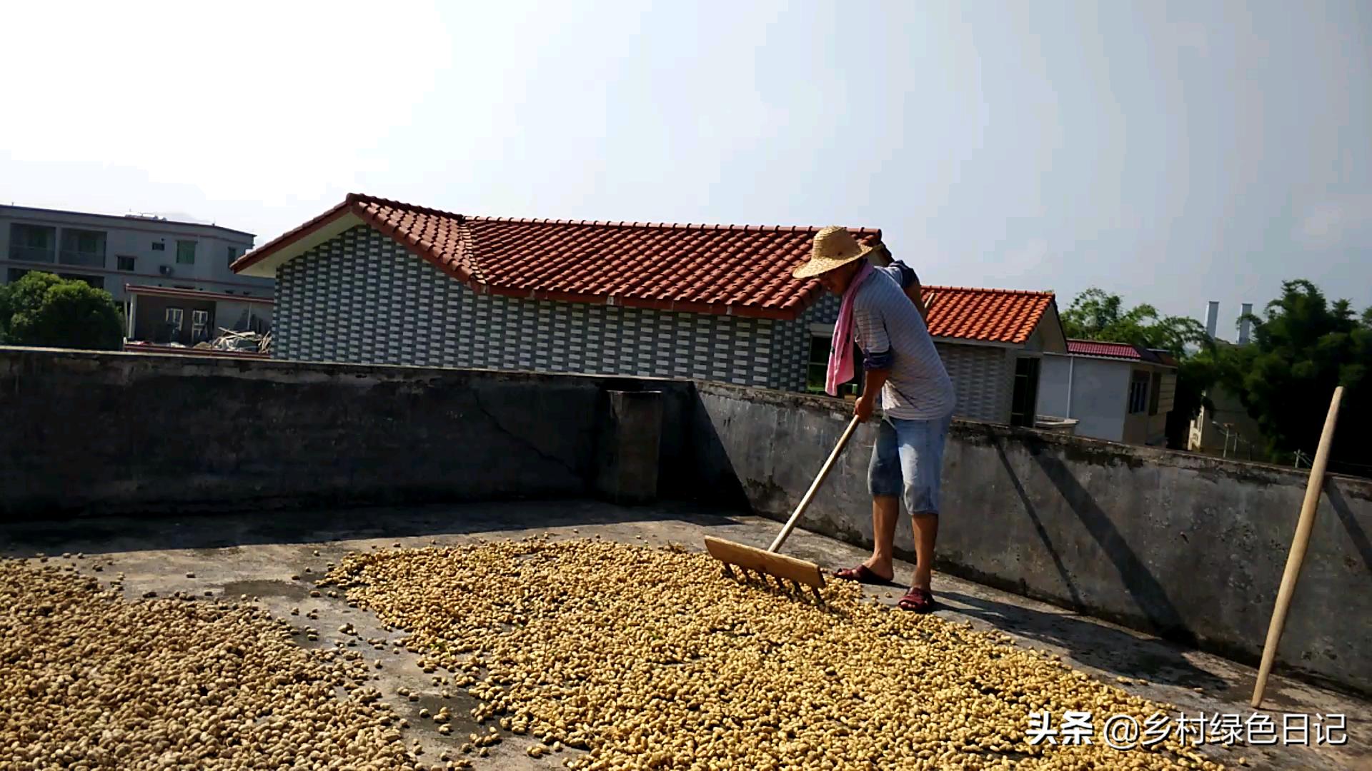 农民花生收获的季节,农民收获花生场景