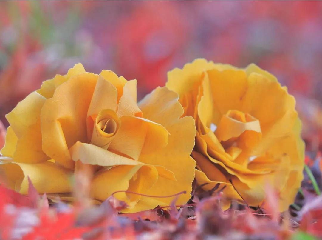 银杏叶咋做玫瑰花,银杏叶怎么做玫瑰花