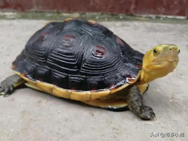 养龟需要做什么准备,养龟必须要有哪些东西