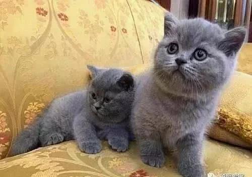 英国短毛猫怎样饲养最好,英国短毛猫饲养