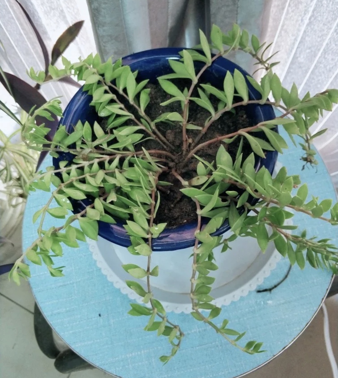 最美最好养的多肉法师,最美的多肉植物排名