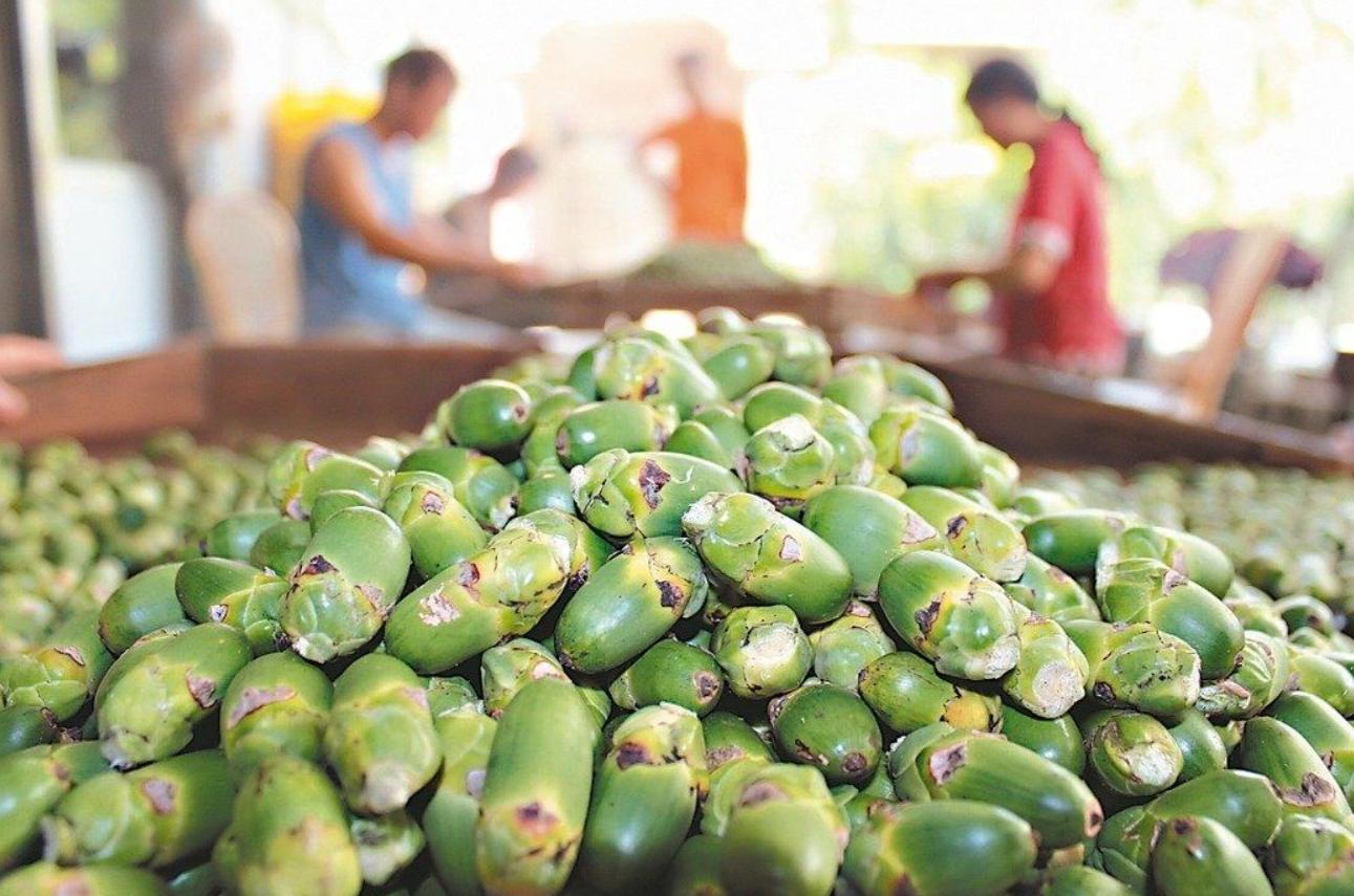槟榔这么大危害为何不禁售,国家对槟榔政策