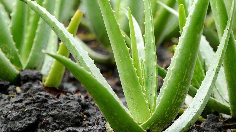 芦荟叶子冻得发黄怎么办,芦荟叶片发软怎么回事