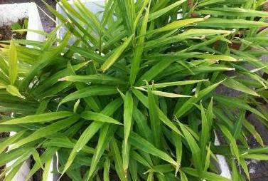 懒人盆栽生姜的种植方法,生姜盆栽到底是深埋还是浅埋