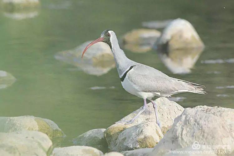 善待动物善待自己也关爱他人,善待动物就是保护自己