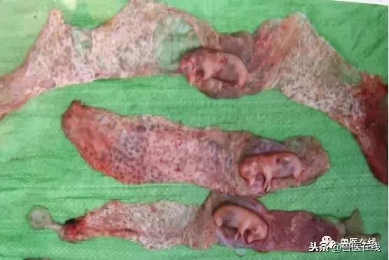 母猪胎衣怎么看病情,如何通过猪胎衣判断疾病