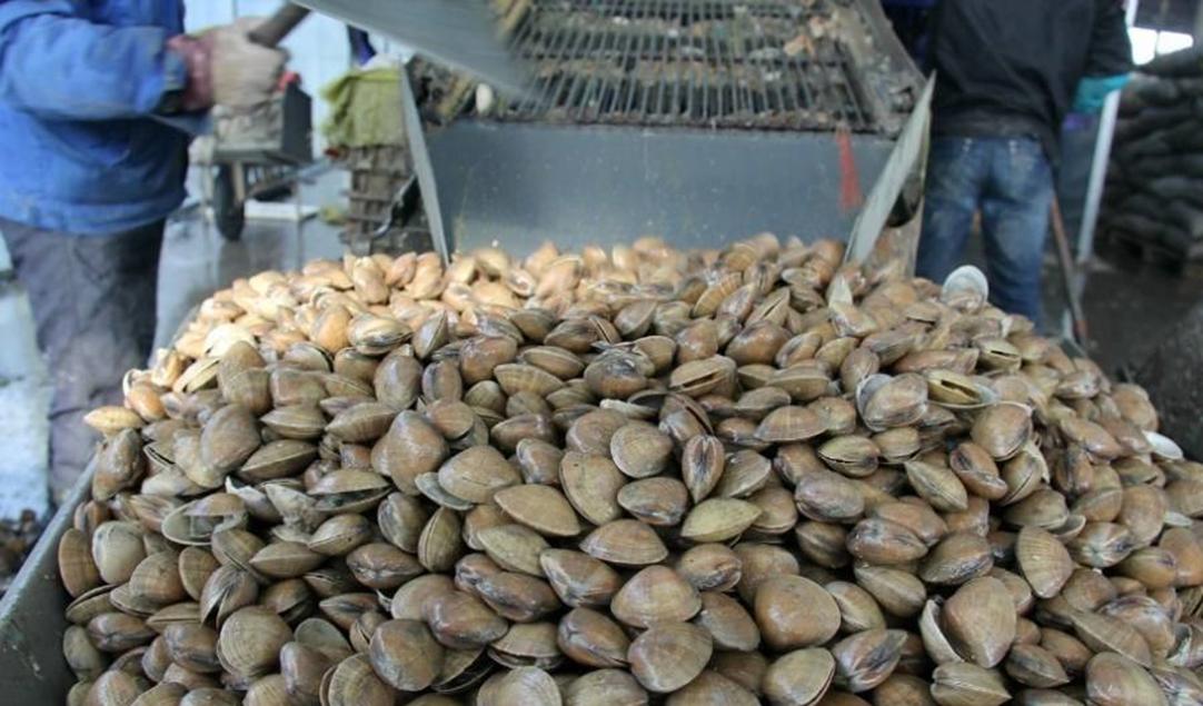 东港海鲜都是有哪些,东港最全海鲜