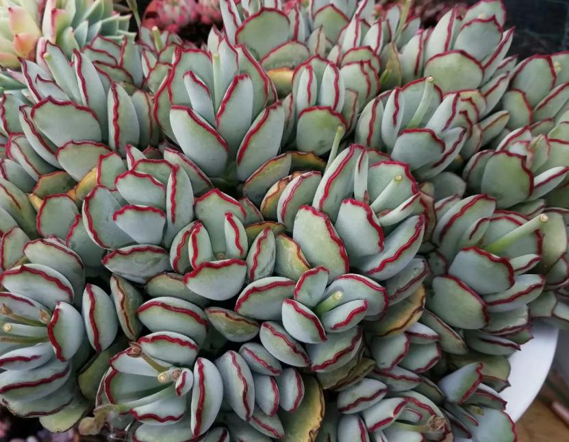 多肉养出状态来有多美？这102种多肉控养上色之后美呆了