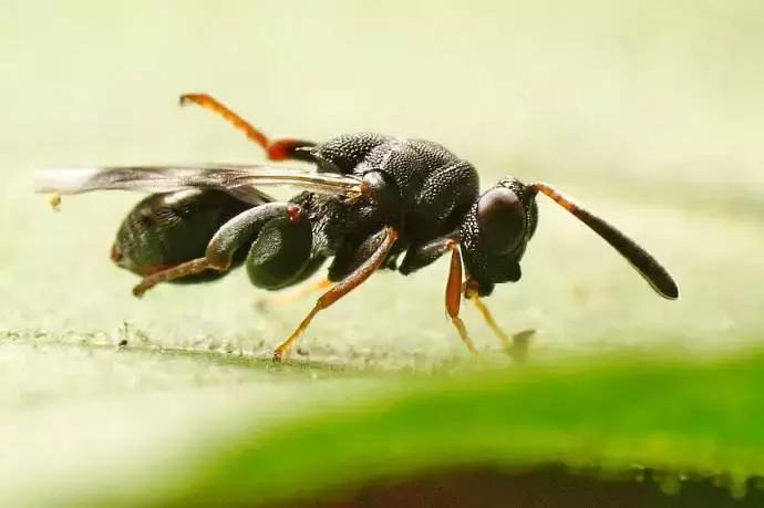 柑橘粉蚧虫图解,柑橘食蝇虫图片