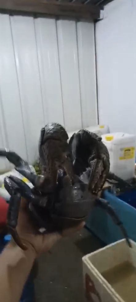 青山集团印尼纬达贝工业园区,青山集团印尼工业园区