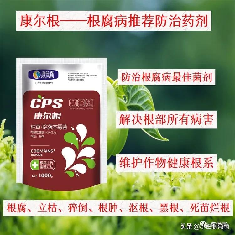 根腐死棵烂苗怎么补救,根腐枯萎病怎么处理