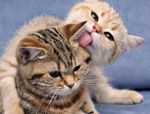 到底是养一只猫好还是养两只,养一只猫好一点还是两只猫好一点