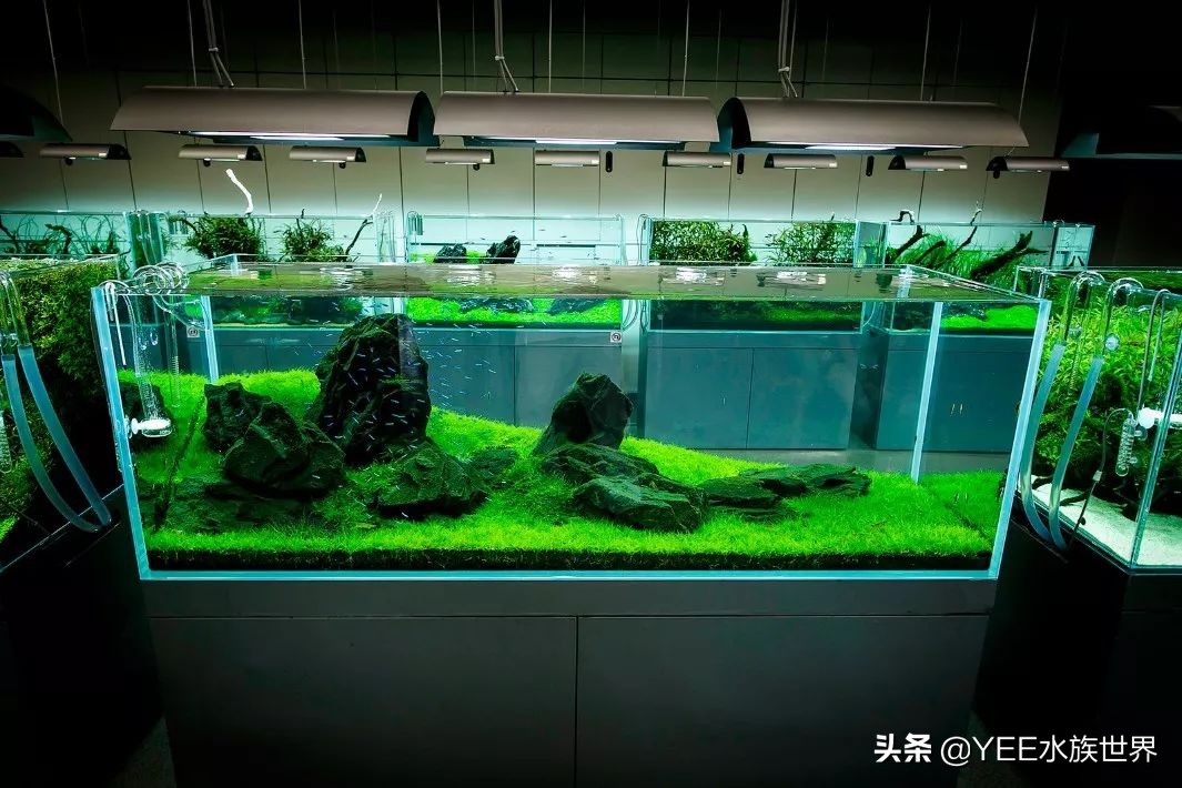 鱼缸放几种滤材最合适,鱼缸滤材有必要放那么多种吗