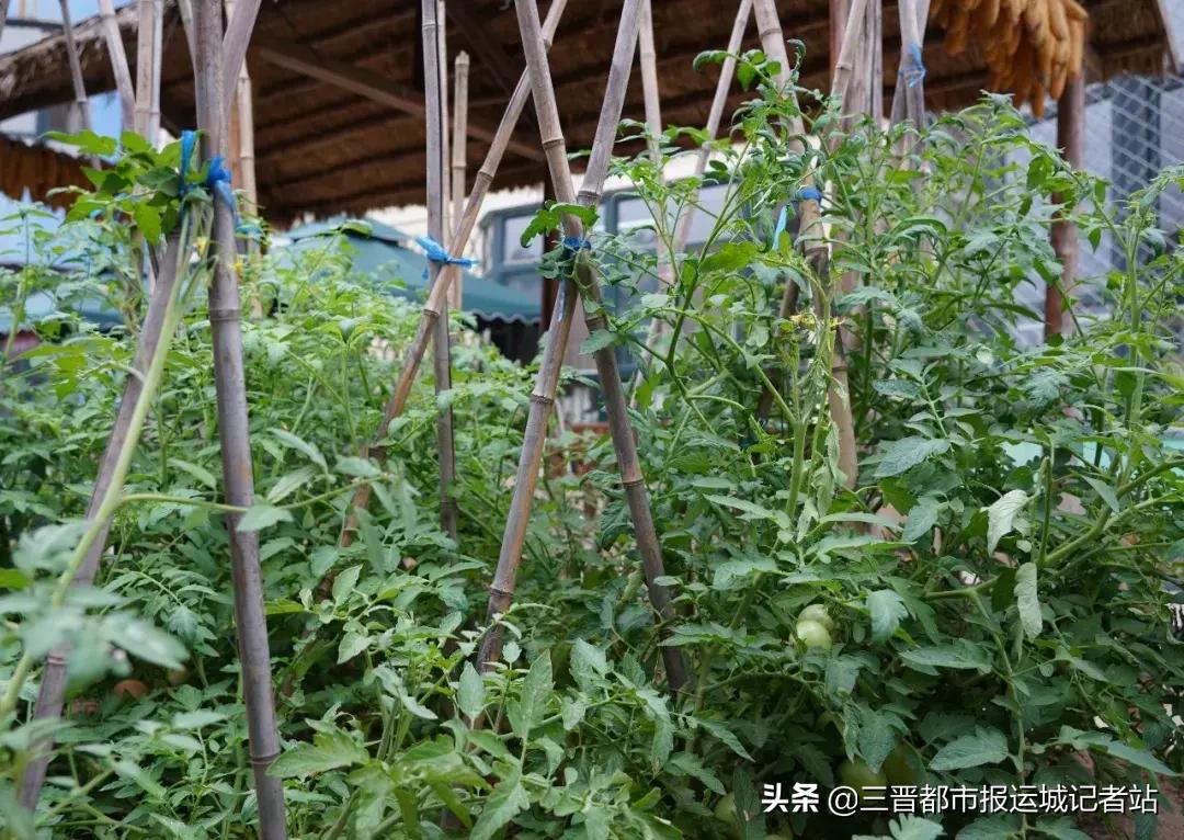 临猗县直一园东城分园,临猗县直一园最新消息