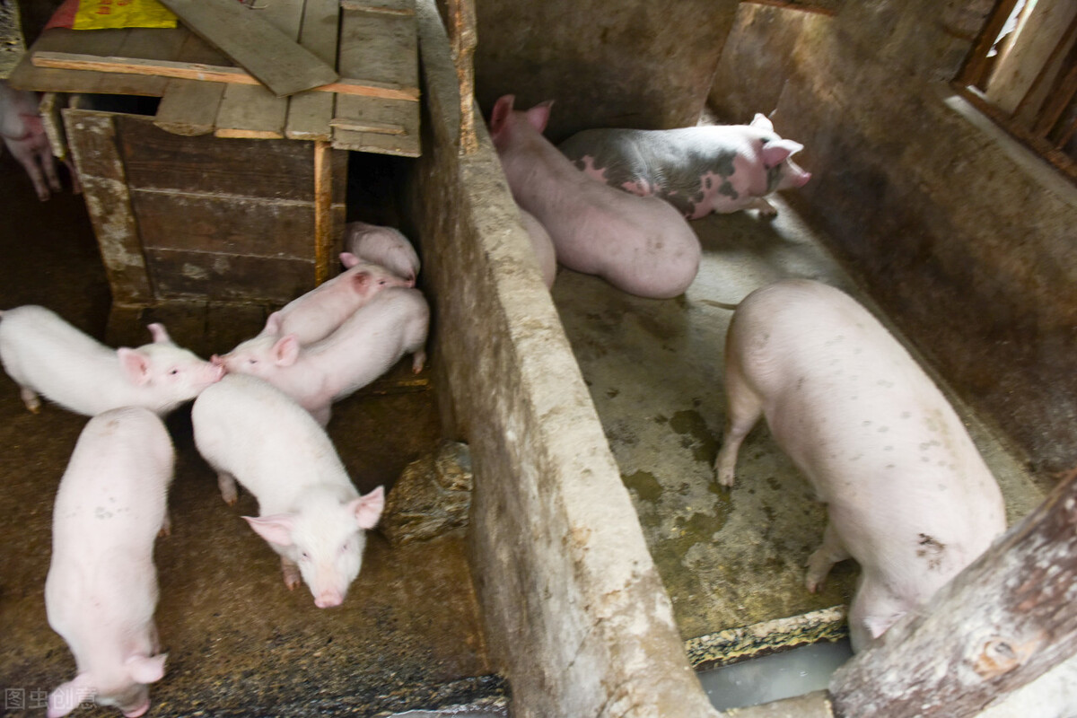 预测猪价回升在2023年还是2024年,预测猪价下周走势