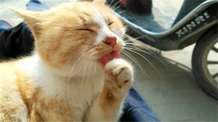 狗狗经常舔猫爪,狗狗铲屎官容易犯的错