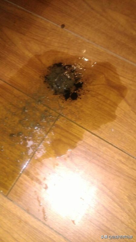 狗狗突然呕吐，背后的真相是什么？发现这几种情况，千万不能忽略