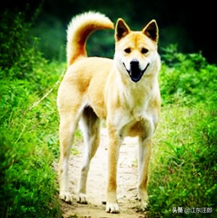 宋徽宗为什么要禁止吃狗肉,宋徽宗为何不能吃狗肉