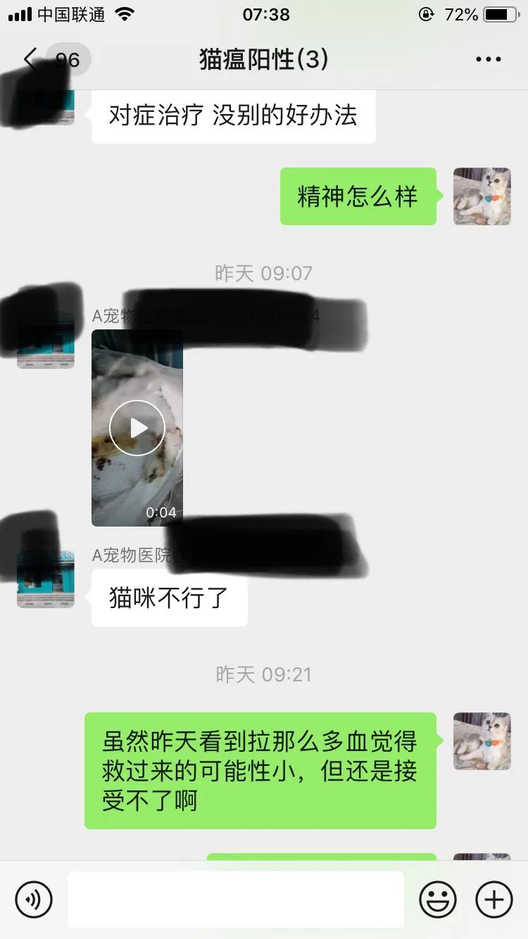 爆发猫瘟,猫瘟日常