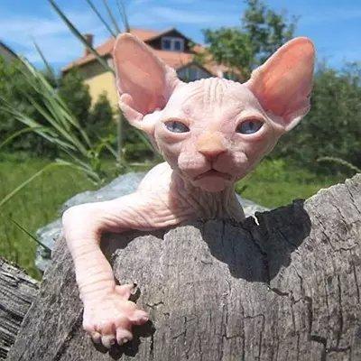 世界上最致命的猫黑足猫,世界十大奇特的猫你见过哪一种