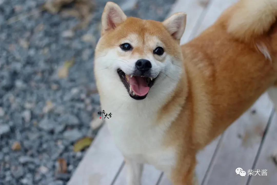 柴犬2800元靠谱吗,几百块的柴犬是真的吗