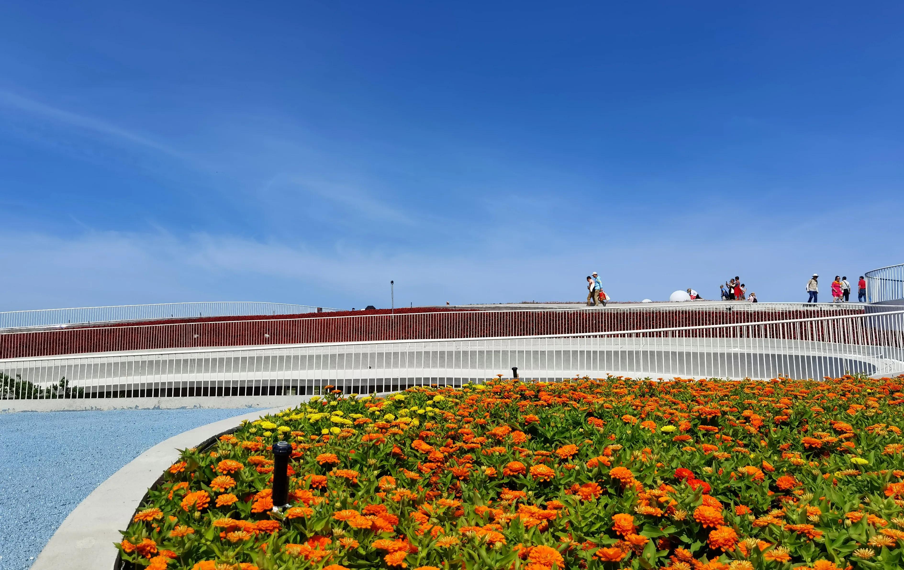 关于崇明花博会,崇明花博会全程花景