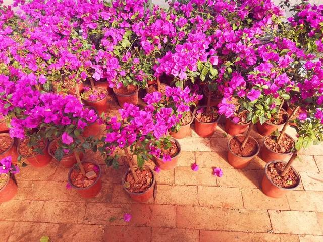 西安三桥附近哪里有花卉市场,西安北二环大明宫花卉市场地址