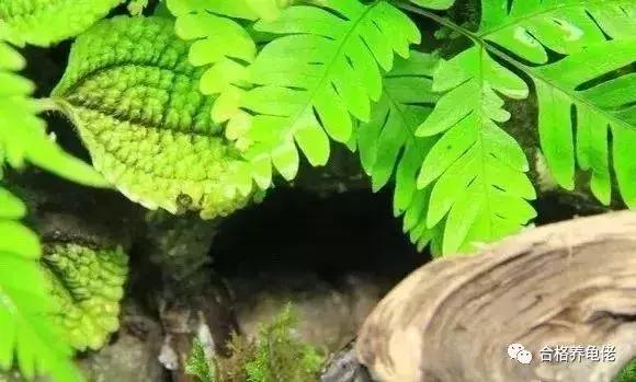 每周一龟｜致敬巴神，物美价廉的普通彩龟