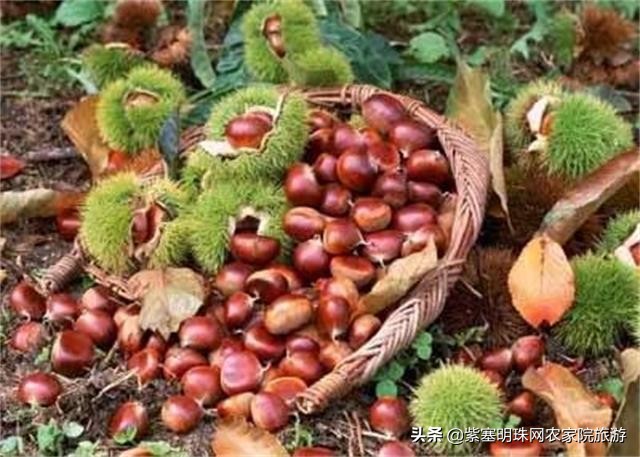 回民小穆,蓟县九山顶有几家回民清真农家院