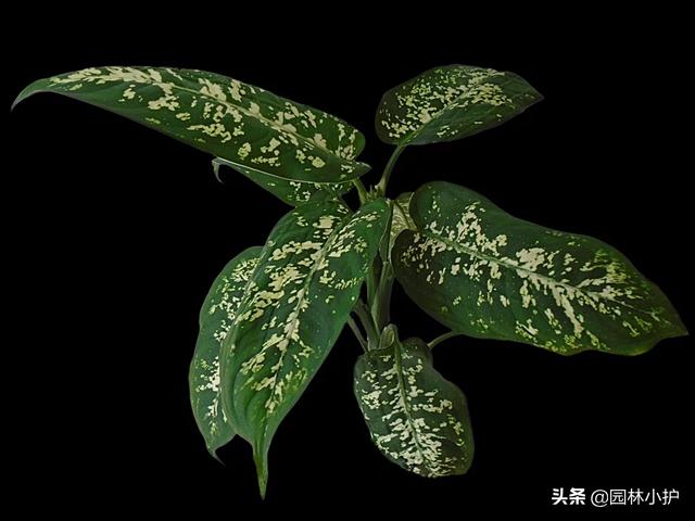 吸甲醛的室内植物排行,植物吸甲醛好还是活性炭吸甲醛好