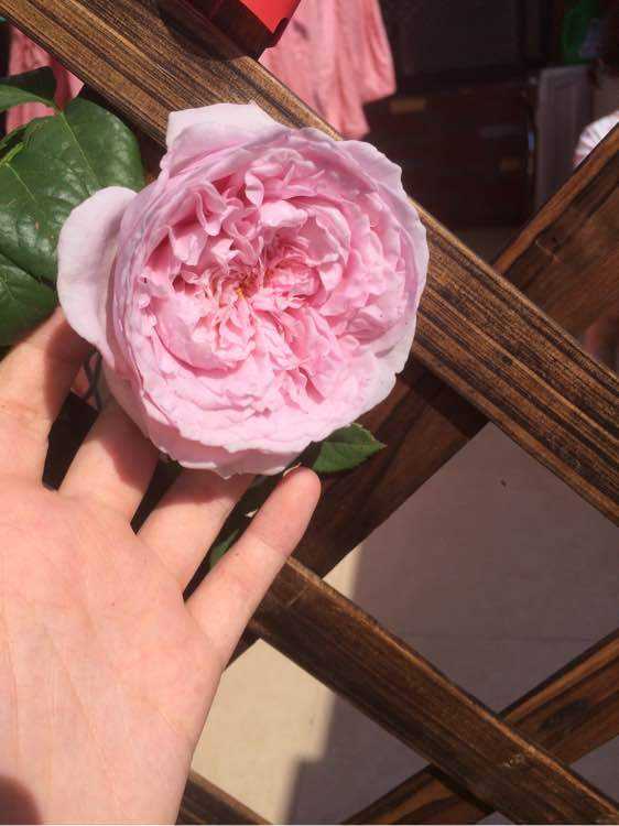 藤本月季自由精神的优缺点,藤本月季自由精神