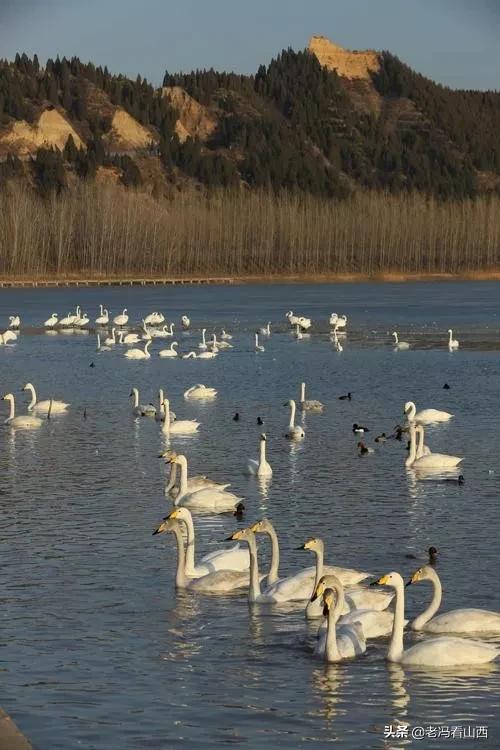 平陆白天鹅黄河湿地,山西平陆县白天鹅