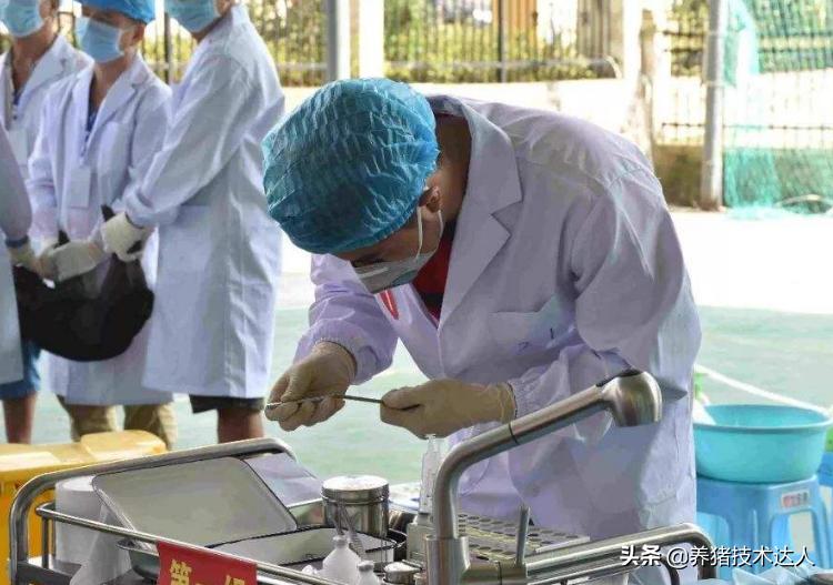 养猪基础知识,养猪的大佬们有哪些