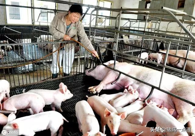 散户养猪的方法和技巧,新手养猪的十大陷阱