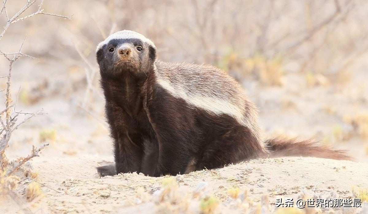 狮子为什么不咬死蜜獾,比狮子还要厉害的蜜獾