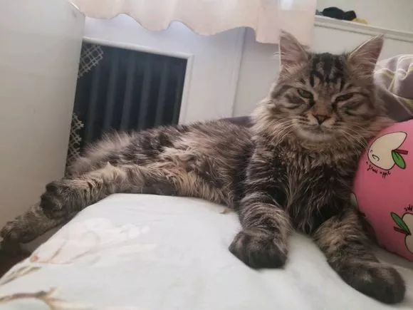 辟谣猫咪真的会记仇吗,猫咪生病怎么给猫咪保暖