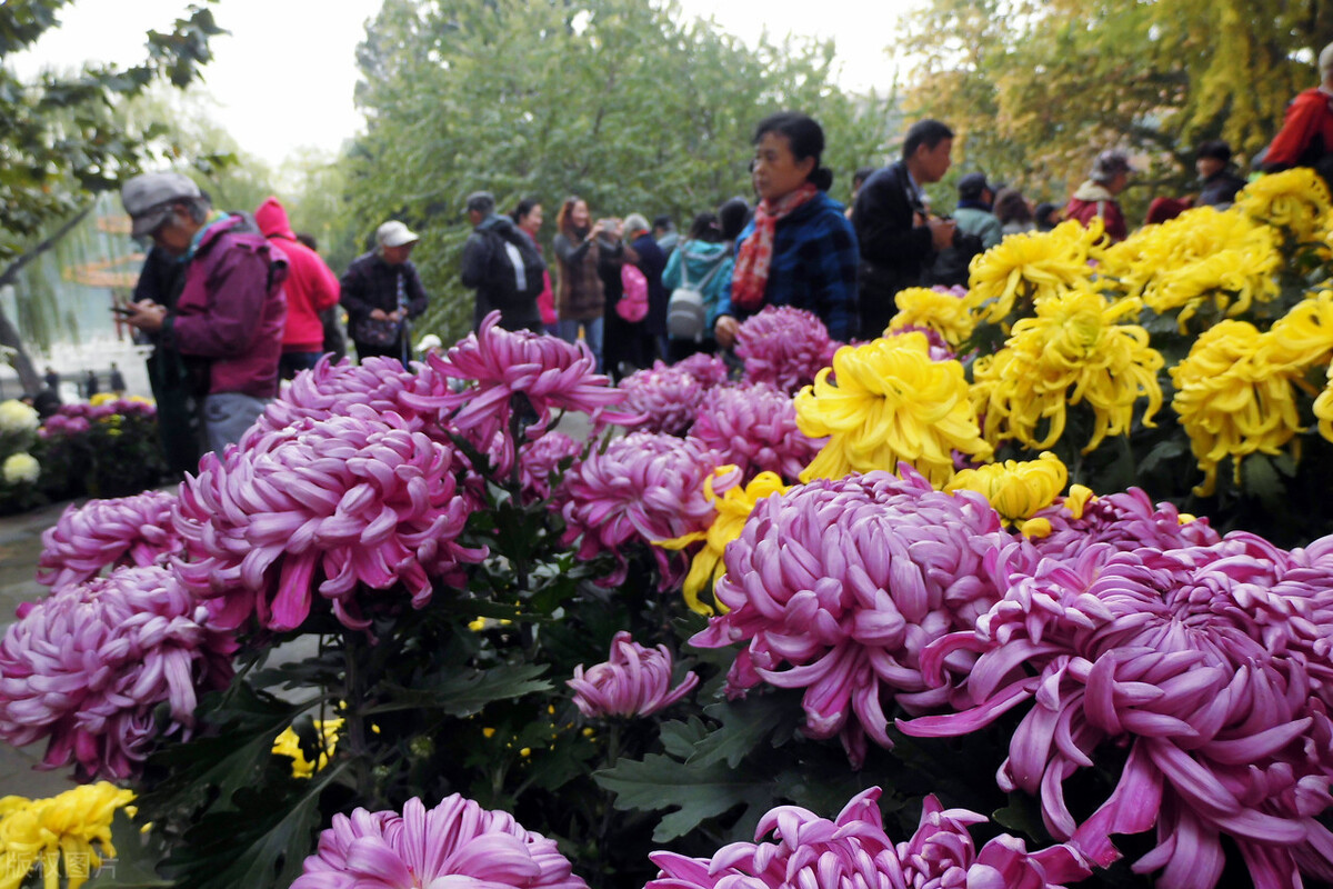 重阳节赏菊正当时，推荐国内这9个地方的赏菊好去处，沉浸式赏花