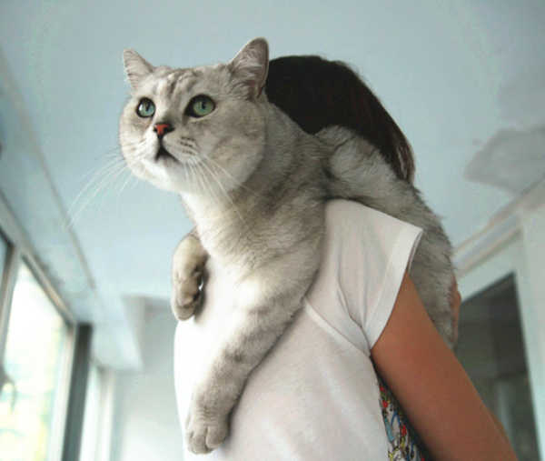 小猫咪不让抱着睡怎么办,扼住命运的喉咙猫咪