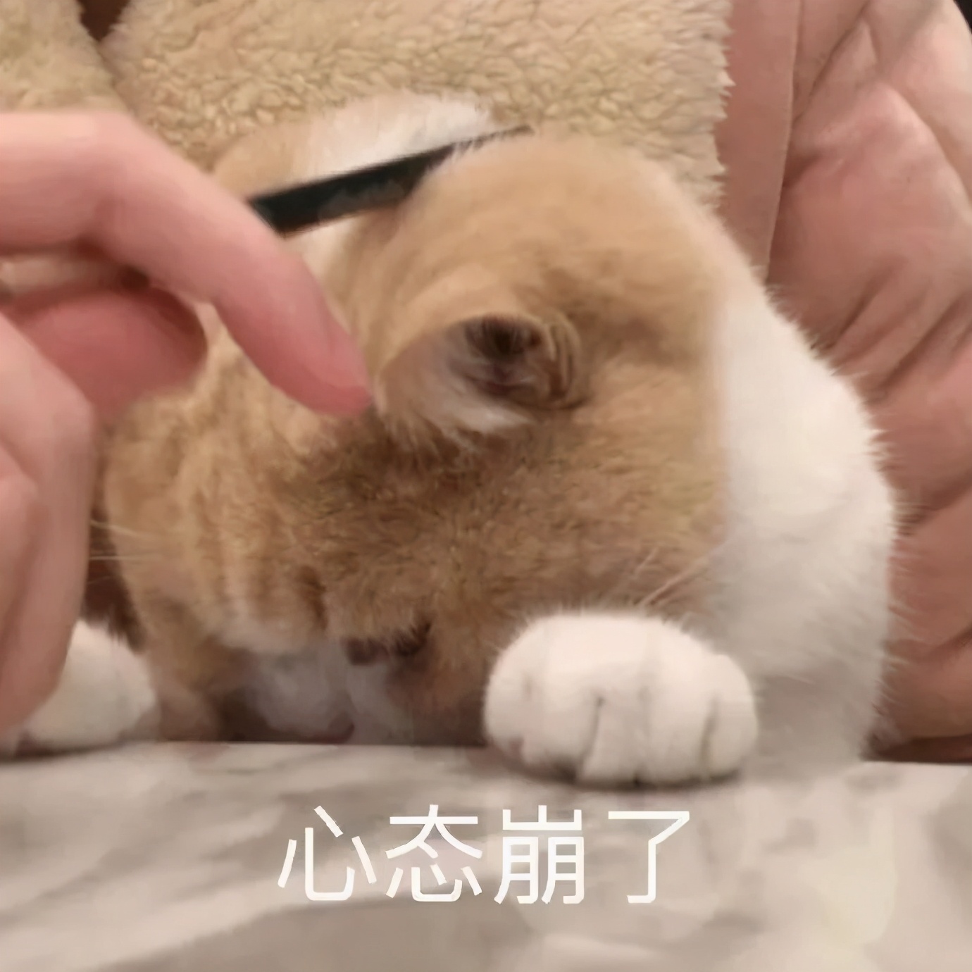 一铺养三代的商铺值得投资吗,一铺坑三代后续