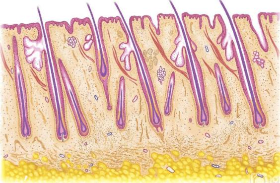 南昌第12医院植发靠谱吗,南昌植发机构的毛囊从哪来