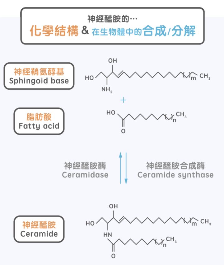 药学博士：网红成分神经酰胺究竟有啥用？揭开神秘面纱！（收藏）