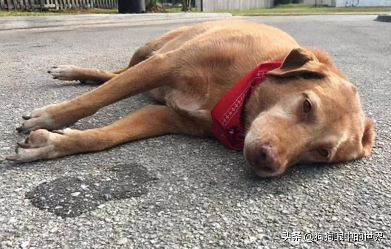 狗狗中暑了怎么办最快解决方法,狗狗中暑后腿无法站立舌头发白