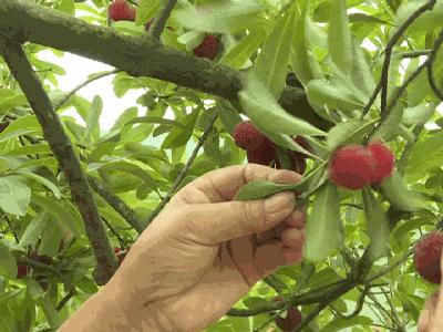 杨梅每一个大概有多少虫子,每颗杨梅都是精挑细选